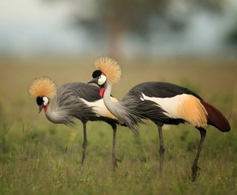 birds in the nationa park